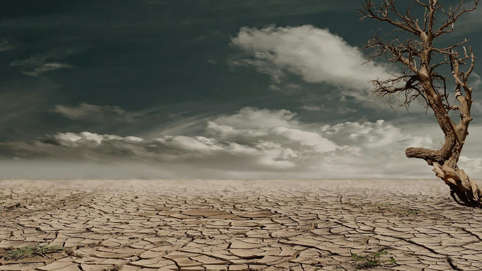 A solitary tree stands against a cracked, arid landscape under a cloudy sky, illustrating drought and desertification.